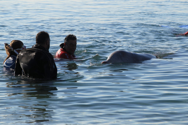 Συνεχίζονται οι προσπάθειες διάσωσης της φάλαινας στον Άλιμο