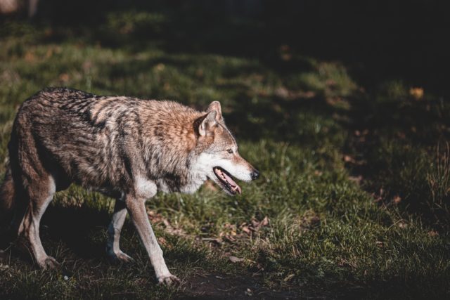 H επανεμφάνιση λύκου στην Πάρνηθα, είναι μια τεράστια ευκαιρία, τονίζει ο «Αρκτούρος»