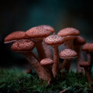 Είναι η Ψυχεδελική Θεραπεία η ανερχόμενη τάση στον κλάδο της ψυχικής υγείας;