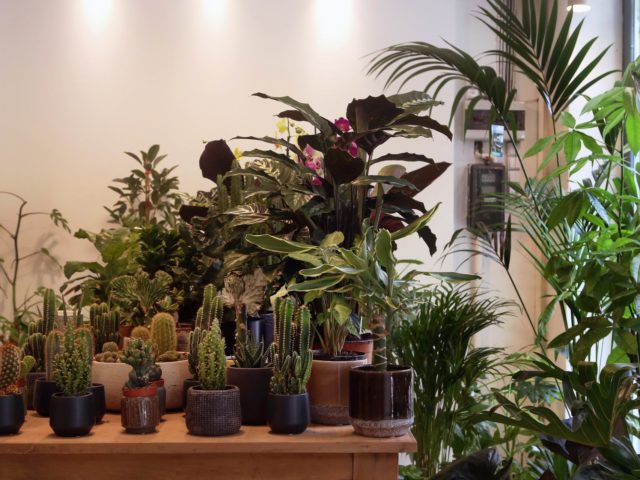 Ραντεβού στα «φυτάδικα»: Πέντε μαγαζιά (και μια έκπληξη) που αγαπούν οι λάτρεις των φυτών και αξίζει να επισκεφτείς
