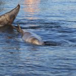 «Αρχιπέλαγος»: Καταγγελίες για σοβαρά λάθη στην περίθαλψη του κήτους από τον διευθυντή του Ινστιτούτου