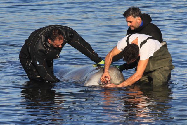 Σε κίνδυνο η ζωή μικρής φάλαινας που εμφανίστηκε σε παραλία στον Άλιμο