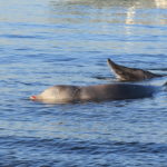 Ινστιτούτο «Αρχιπέλαγος»: Εκβρασμός 2 Ζιφιών στην Κέρκυρα κατά τη διάρκεια Σεισμογραφικών Ερευνών