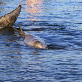 Θοδωρής Τσιμπίδης: «Είναι ζωτικής σημασίας να μάθουμε τον βυθό μας και τα πλάσματα του για να μην θρηνήσουμε άλλο ζιφιό»