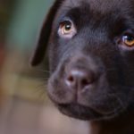 Και οι σκύλοι μπορεί να θρηνούν μετά τον θάνατο του συντρόφου τους