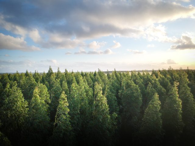 Τούρκος δασολόγος φύτεψε 30 εκατομμύρια δέντρα μετατρέποντας ερημικές εκτάσεις σε καταπράσινα δάση