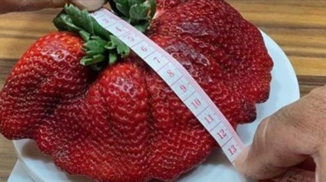 Μια φράουλα γιγαντιαίων διαστάσεων κατέκτησε μια θέση στο βιβλίο Guiness
