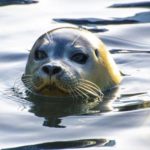 Αλόννησος: Γεννήθηκαν 22 φωκάκια στα σπήλαια του νησιού [EIKONEΣ]