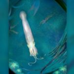 «Μπάιντεν»: 328 χρόνια πριν ζούσε ένα χταπόδι με 10 πλοκάμια