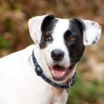 Ίδρυση Τμήματος Προστασίας Ζώων στην Ελληνική Αστυνομία