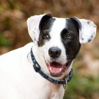 Ίδρυση Τμήματος Προστασίας Ζώων στην Ελληνική Αστυνομία