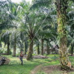 Η Ινδονησία απαγόρευσε όλες τις εξαγωγές φοινικέλαιου