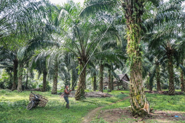 Η Ινδονησία απαγόρευσε όλες τις εξαγωγές φοινικέλαιου
