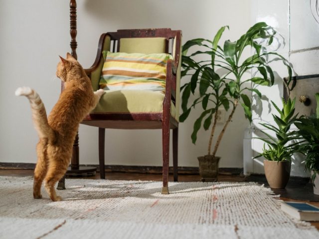 10 φυτά εσωτερικού χώρου που δεν πειράζει αν τα μασουλήσει η γάτα σου