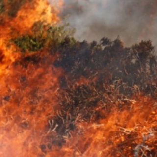 Σε ύφεση η φωτιά στην Ηλεία αφού έκαψε 1000 στρέμματα δάσους