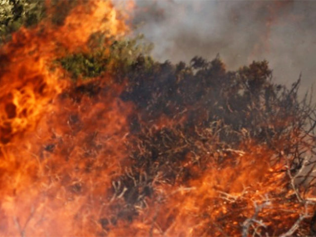 Σε ύφεση η φωτιά στην Ηλεία αφού έκαψε 1000 στρέμματα δάσους
