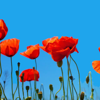 Ο δρόμος για την Ανάσταση περνά μέσα απ’ τα Λιβάδια με τις Παπαρούνες