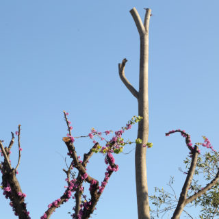Η Μεγάλη Σφαγή: Κλαδεύονται παράτυπα τα δέντρα των πόλεων;