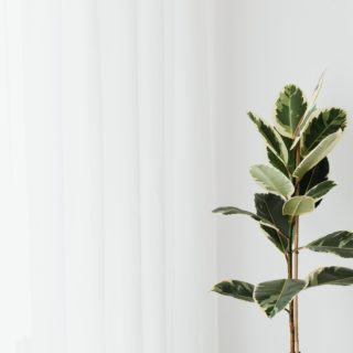 5 tips για να είναι «χαρούμενος» ο φίκος σας