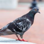 Ποινή φυλάκισης 12 μηνών με αναστολή σε 50χρονο που αποκεφάλισε περιστέρι