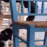 Αιδηψός: Για πλημμέλημα παραπέμπεται ο 30χρονος