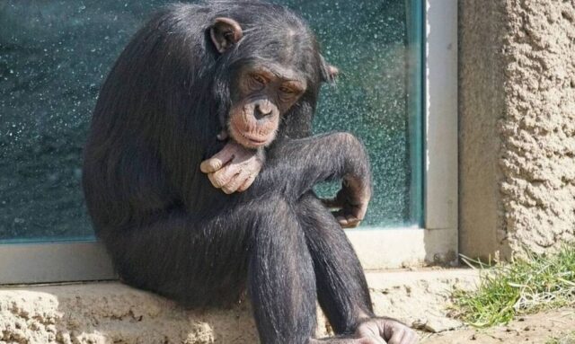 Εικόνες ντροπής στο Αττικό Ζωολογικό Πάρκο: Σκότωσαν χιμπατζή που διέφυγε από το κλουβί του