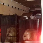 Δυο λιοντάρια και μια τίγρης πέρασαν από τον Προμαχώνα με προορισμό… την Μύκονο