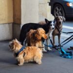 Στον εισαγγελέα 60χρονη που κρατούσε 16 κατοικίδια σε διαμέρισμα