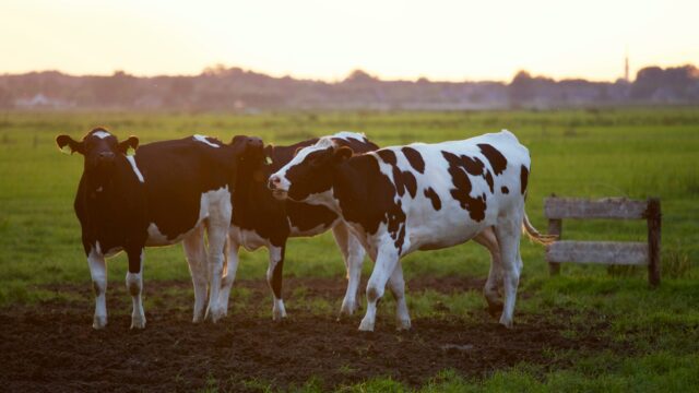 H Νέα Ζηλανδία θέλει να φορολογήσει το… ρέψιμο των αγελάδων, σε μια προσπάθεια να μειώσει τις εκπομπές των αερίων του θερμοκηπίου