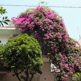 Βουκαμβίλια: Η αναρριχώμενη «κυρία» που ξεγελά με τα ωραία της χρώματα την τσιμεντένια Αθηναϊκή ασχήμια