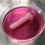 Ζωντανό ανθρώπινο δέρμα για ρομπότ, δημιούργησαν Ιάπωνες επιστήμονες [ΒΙΝΤΕΟ]