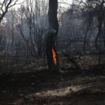 Υπό μερικό έλεγχο τέθηκε η πυρκαγιά στα Βίταλα Ευβοίας