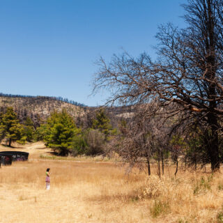 Έναν χρόνο μετά τις καταστροφικές πυρκαγιές: Οδοιπορικό στη λεηλατημένη γη της Αττικής