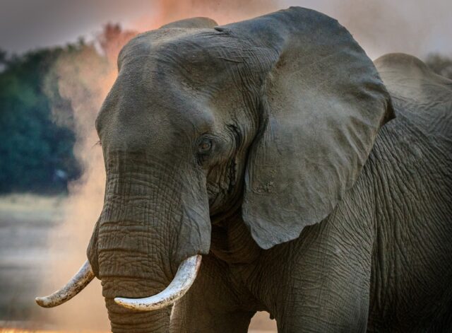 Τρεις νεκροί ελέφαντες από ερπητοϊό στον ζωολογικό κήπο της Ζυρίχης