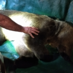 Καστοριά: Απομακρύνθηκε αρκούδα από κατοικημένη περιοχή