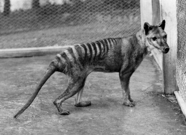 Επιστήμονες θα επιχειρήσουν να «αναστήσουν» την τίγρη της Τασμανίας