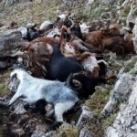 Αρκαδία: Κεραυνός ξεκλήρισε κοπάδι με κατσίκες στο Αρτεμίσιο