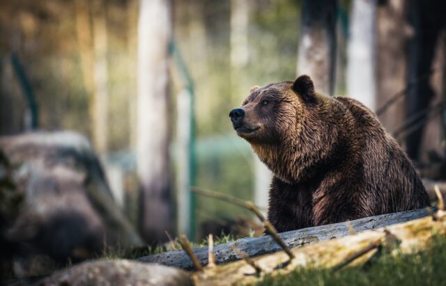 Νεκρές τρεις αρκούδες από πυροβολισμούς στη Φλώρινα