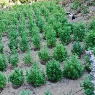 Χαλκιδική: Εντοπίστηκε φυτεία με δενδρύλλια κάνναβης σε ορεινή περιοχή