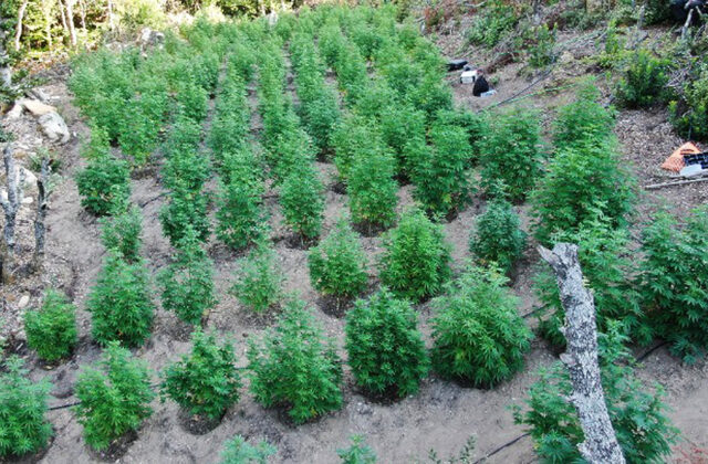 Χαλκιδική: Εντοπίστηκε φυτεία με δενδρύλλια κάνναβης σε ορεινή περιοχή