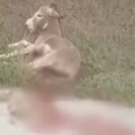 Ζίτσα: Ελεύθερος με περιοριστικούς όρους ο αντιδήμαρχος για τον βασανισμό του γαϊδάρου