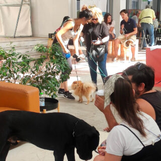 Σκύλοι και γάτες στη Δημοτική Αγορά Κυψέλης