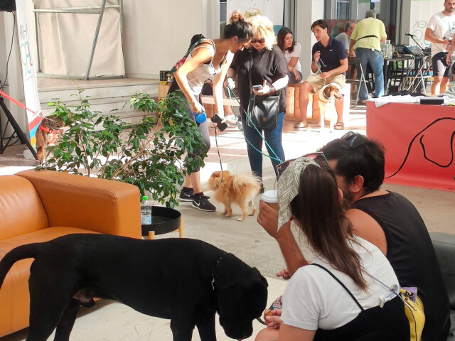 Σκύλοι και γάτες στη Δημοτική Αγορά Κυψέλης