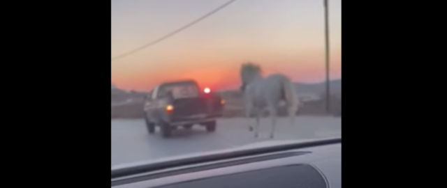 Νέο περιστατικό κακοποίησης ζώου στη Μύκονο: Έδεσαν άλογο σε αγροτικό και το έσερναν