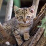 Στην επικήρυξη του δράστη που σκότωσε το γατάκι στη Θεσσαλονίκη προχωράει φιλοζωική