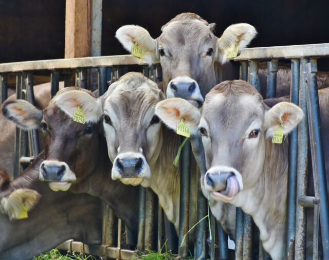 Οι Ελβετοί ψηφίζουν την Κυριακή για την απαγόρευση της εργοστασιακής κτηνοτροφίας