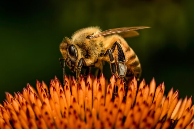 ΗΠΑ: Σε κώμα νοσηλεύεται νεαρός που τσιμπήθηκε 20.000 φορές από μέλισσες-δολοφόνους