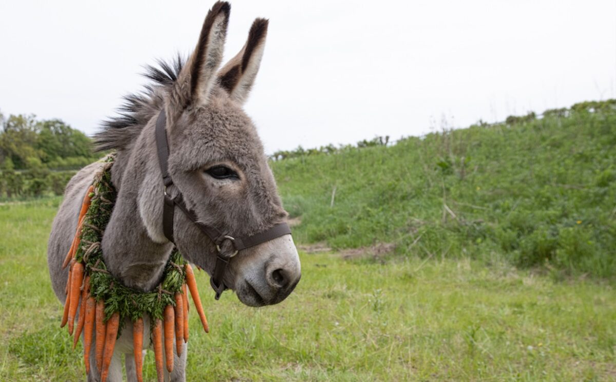 EO Σκολιμόφσκι