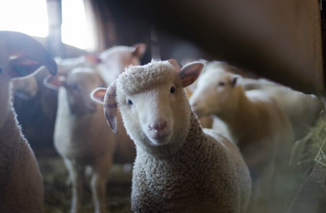 Κοζάνη: Αγέλη λύκων κατασπάραξε κοπάδι με πρόβατα