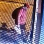 Θεσσαλονίκη: Διδάκτωρ στο ΑΠΘ ο 39χρονος που φέρεται πως ποδοπάτησε μέχρι θανάτου το γατάκι